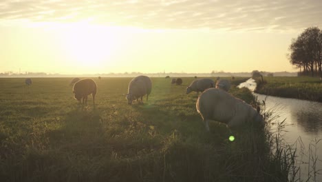 sheep grazing on dutch polder grassland at sunset, dike river embankment