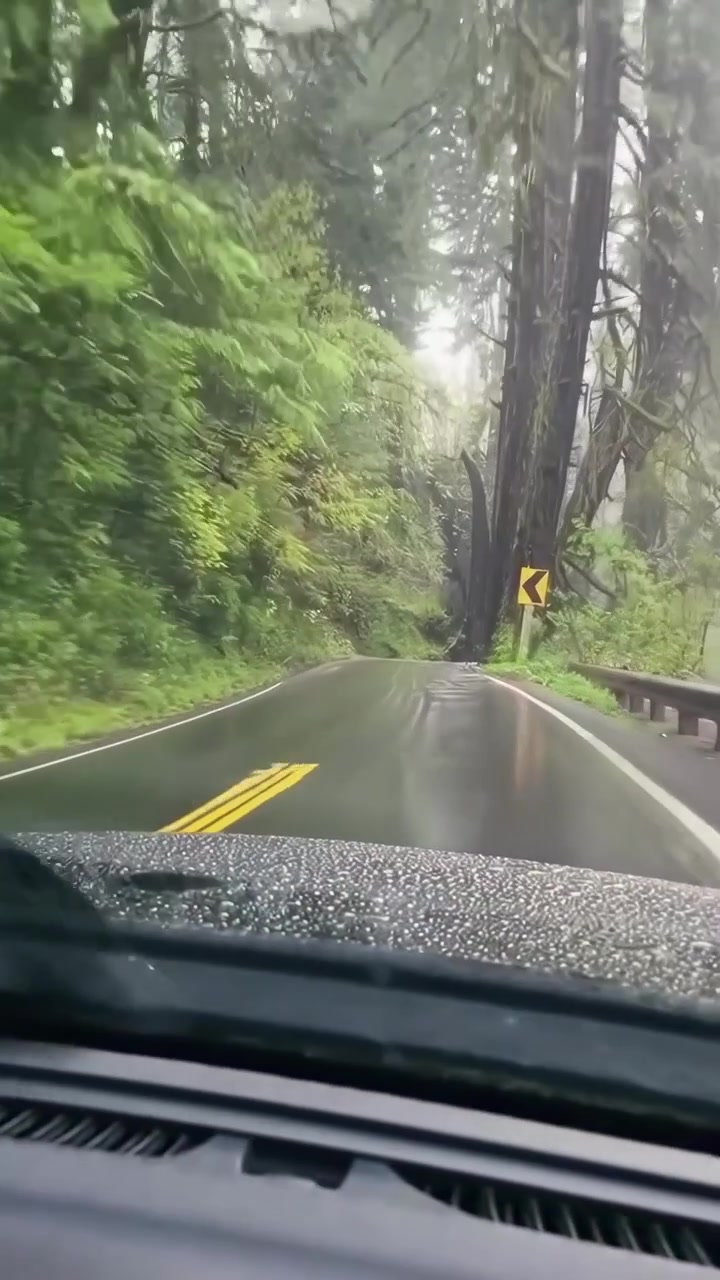 Auto che guida su una strada bagnata in una fitta foresta nebbiosa