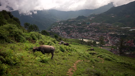 domesticated water buffalos grazing on mountains overlooking sapa town in vietnam. aerial wide shot