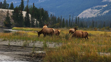 Herde-Von-Elchen,-Die-Während-Der-Herbstsaison-In-Alberta,-Kanada,-Auf-Der-Wiese-Grasen