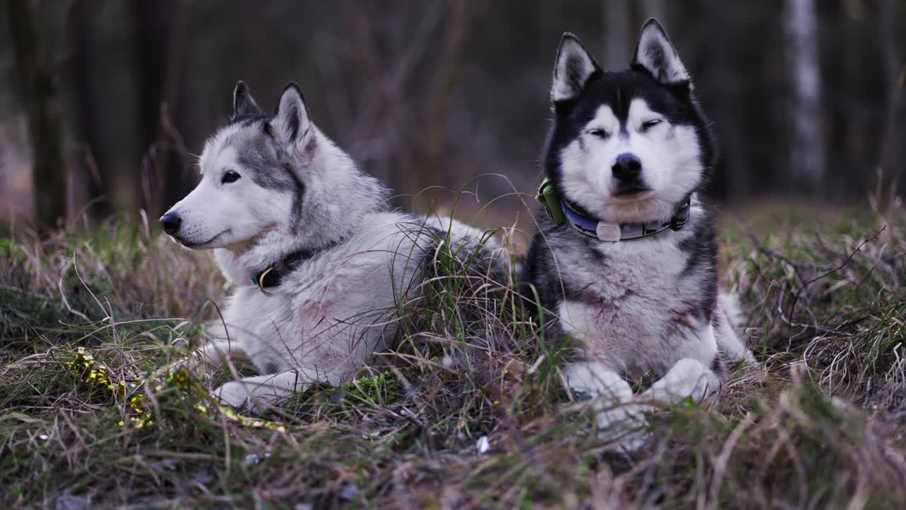 foto de dos perros husky sentados en medio de la hierba mirando a su alrededor y disfrutando del medio ambiente
