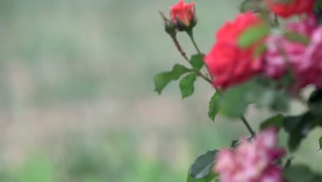 Agricultural-in-greenhouses-and-drip-irrigation