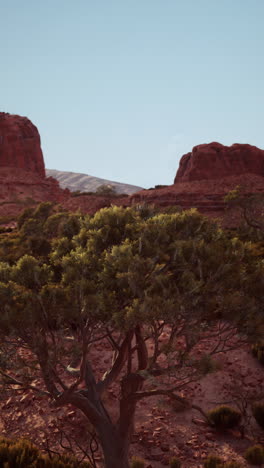 a lone tree stands in the desert with red rock mountains in the background