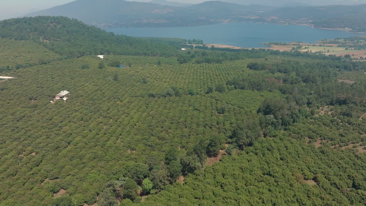 DRONE SHOT OF AVOCADO ORCHARDS IN URUAPAN MICHOACAN NEAR A LAKE