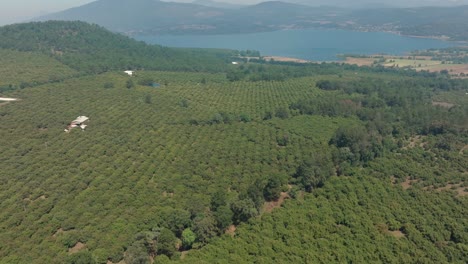 Drohnenaufnahme-Von-Avocadoplantagen-In-Uruapan-Michoacan-In-Der-Nähe-Eines-Sees