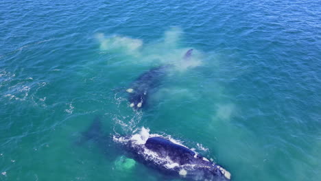 sediment in coastal waters of hermanus churned up by mating aggregation of southern right whales eubalaena australis, top aerial view