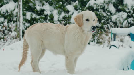 Portrait-of-a-golden-retriever-in-a-snowy-backyard-at-home