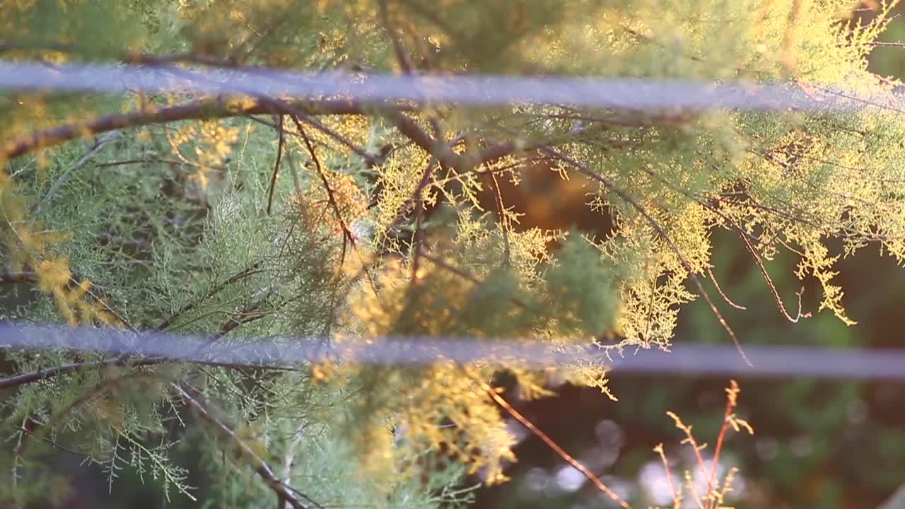 chain fence is illuminated by the setting sun's rays, while the buds on the nearby tree are blooming and swaying in the wind, creating a beautiful display of colors