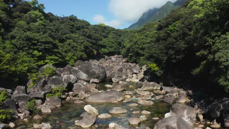 natural splendor of yakushima japan, river and forest on sunny day