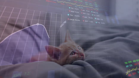 Animación-De-Gráficos-Y-Datos-Del-Mercado-De-Valores-Sobre-Un-Gatito-Acostado-Sobre-Una-Manta