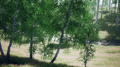 birch forest in sunlight in the morning