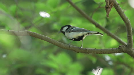 close up of a japanese tit perching on a tree branch