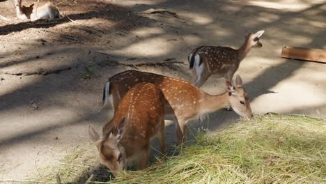 deers feeding on hay from a feeder