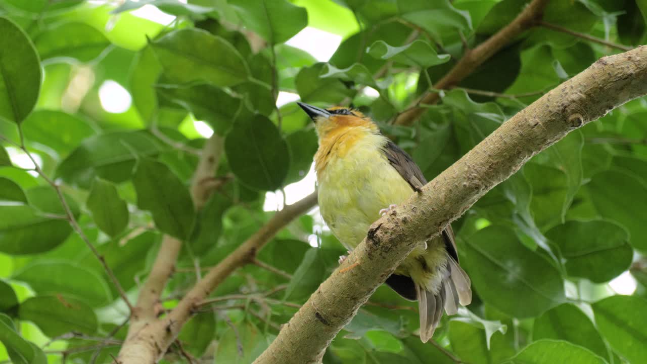 primer plano de una hermosa tejedora de cuello negro en el árbol