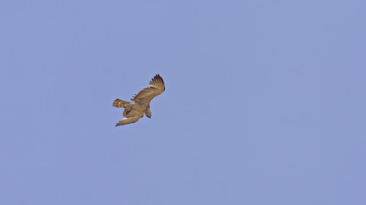 Short-toed snake eagle (Circaetus gallicus) soaring in the sky while searching for prey