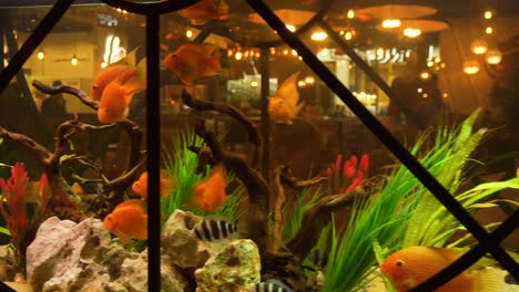 acuario de restaurante con peces naranja