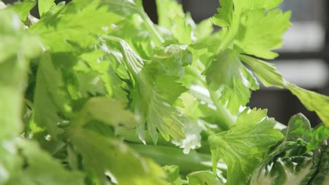 Fresh-leaf-celery-on-a-kitchen-bench-close-up-4k