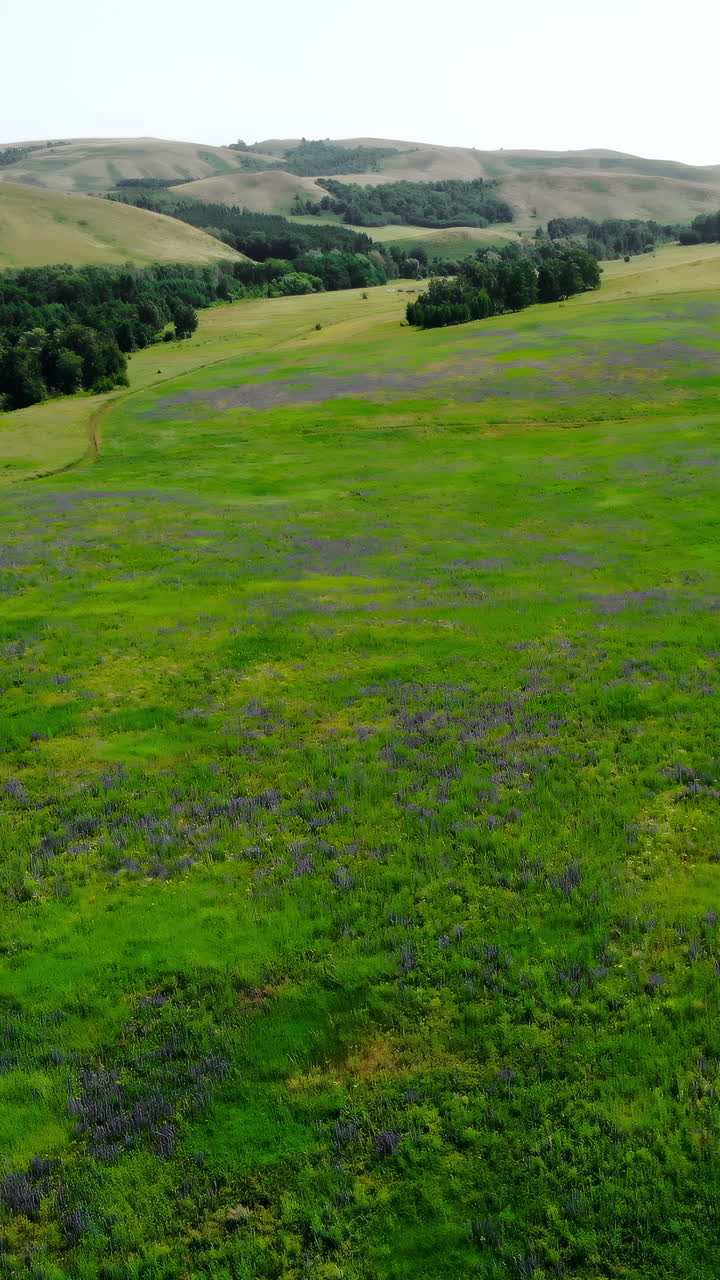 Vívido tapete de flores com trilha sinuosa e bosques distantes, panorama de drone de caminhante revela manchas roxas.