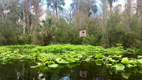 Bird-house-in-swamp-river