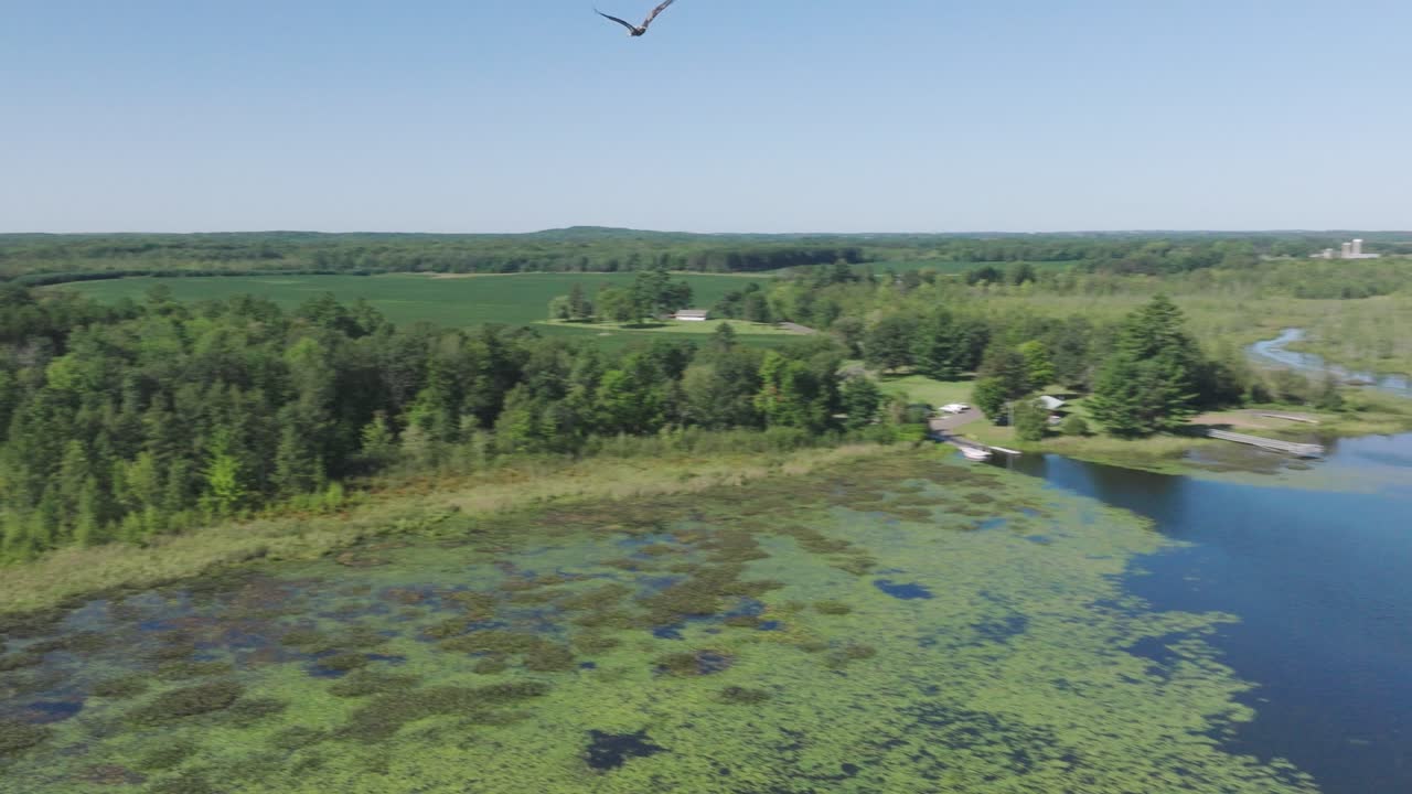 un águila volando sobre exuberantes áreas de caza cerca del lago half moon, wisconsin.