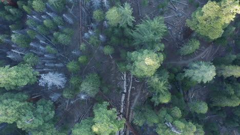 flying over trail of 100 giants at sequoia national forest with drone