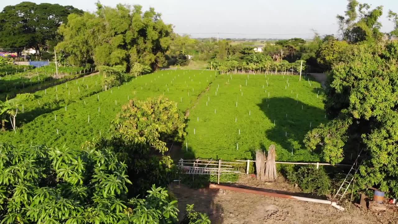 아시아 나라 의 푸른 플랜테이션 의 공중 사진, 여름