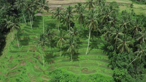 Toma-Aérea-Inclinada-Hacia-Arriba-De-Una-Plantación-De-Palmeras-Tropicales-En-La-Isla-De-Bali-Durante-El-Día-Soleado.