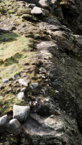 close up of moss and rocks in a forest