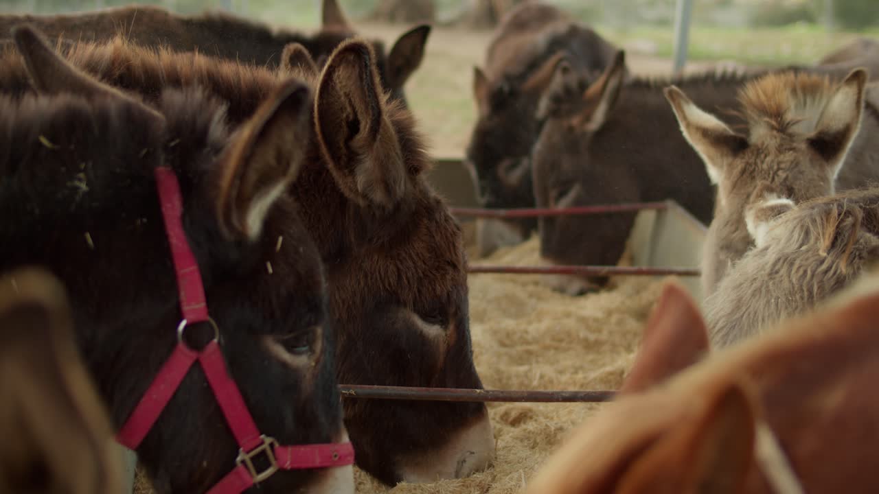 Burros fofos comendo feno de um cocho em uma fazenda em câmera lenta, amplo, rack focus