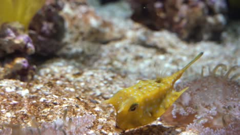 Longhorn-cowfish-also-called-horned-boxfish-eats-coral-and-swims-in-aquarium