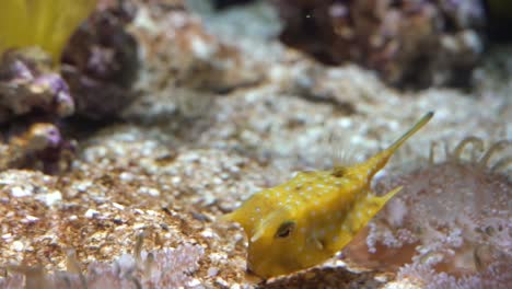 longhorn cowfish also called horned boxfish eats coral and swims in aquarium