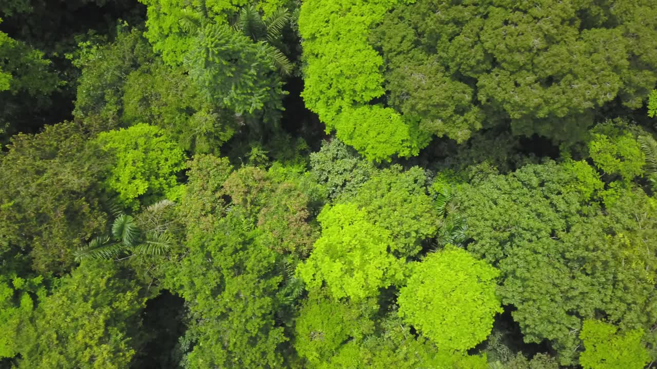toma aérea de drones: mirando las copas de los árboles de una selva tropical