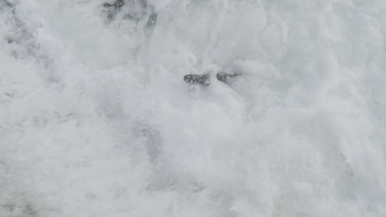 Salmon jumps in strong river current, slow motion, Ganaraska, Ontario