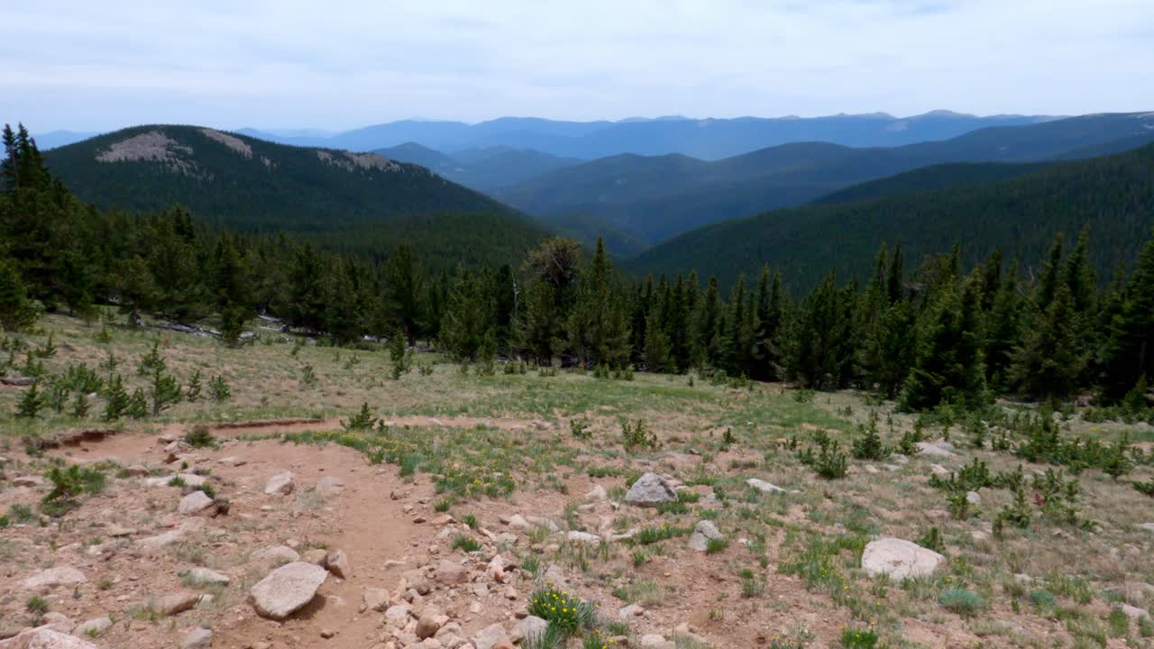 vista panorámica del bosque justo debajo de la línea de árboles en mt rosalie