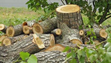 freshly cut tree stump in public park