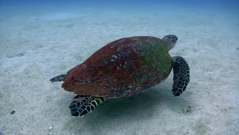 turtle swim at koh tao-2