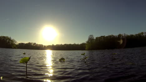 boat-mounted forward trucking shot advances towards lily pads. sun, low on horizon, casts gleaming reflections on rippling water.