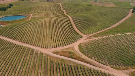 Vineyards-and-rows-for-grape-vines-near-Paso-Robles,-California---aerial-flyover-tilt-up-reveal