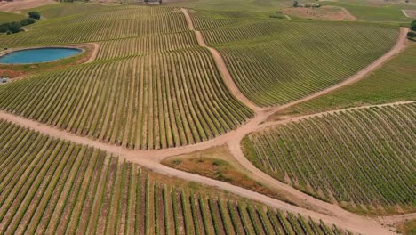 vineyards and rows for grape vines near paso robles, california - aerial flyover tilt up reveal