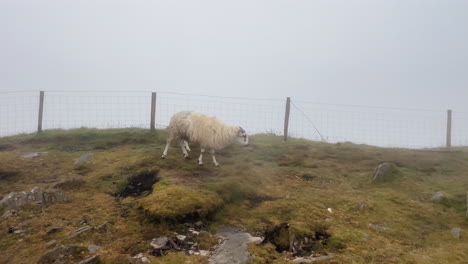 cinematic shot of two sheep on a hill in a foggy background in conor pass in ireland