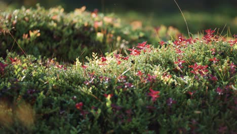 a soft carpet of blueberry shrubs, grass, moss, and lichen in the autumn tundra