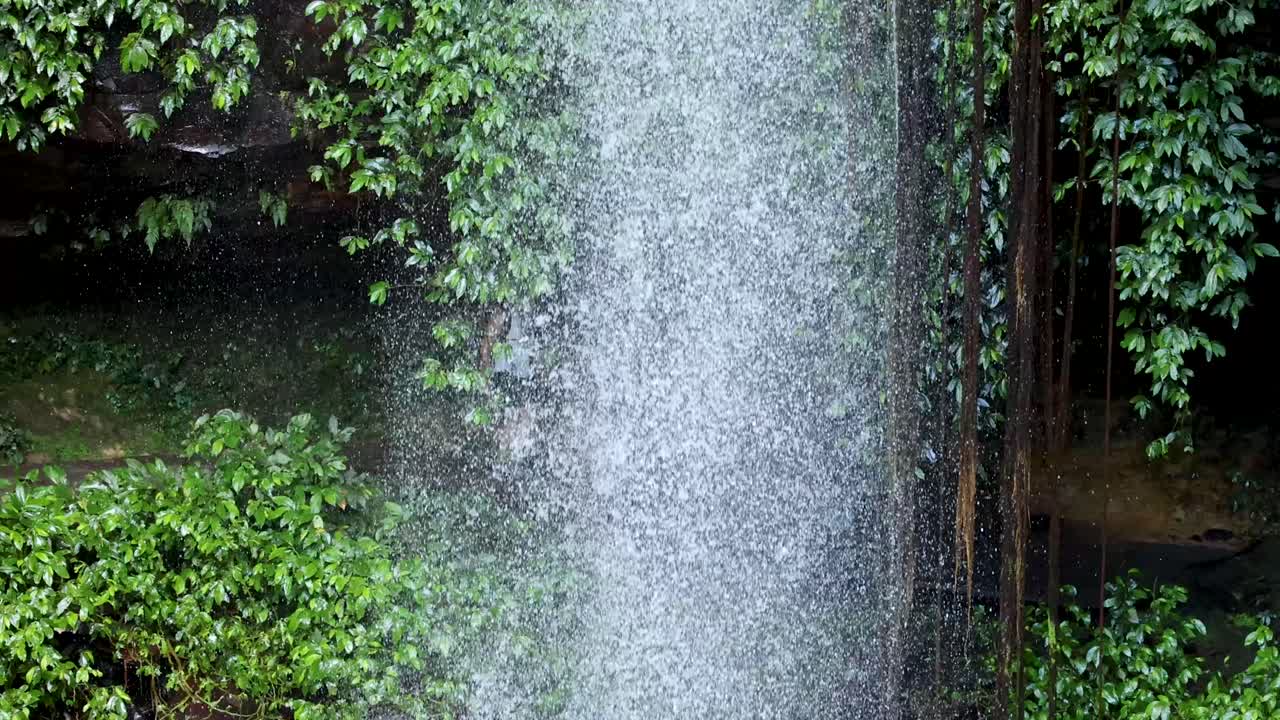 A person walks behind a tall, misty waterfall surrounded by dense green foliage in a rainforest. Natural daylight, static camera, tranquil mood