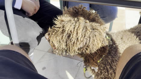 un perro marrón de pie en el piso de la casa jugando con el dueño
