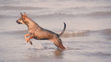 playful young dogs run on beach, jump and try to catch each other in playful mood. a happy young stray dogs playing on beach in joyful and playful mood