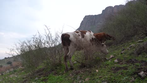 ganado en el monte arbel israel vacas