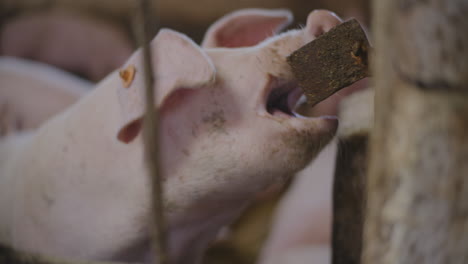 pigs in a farm pen