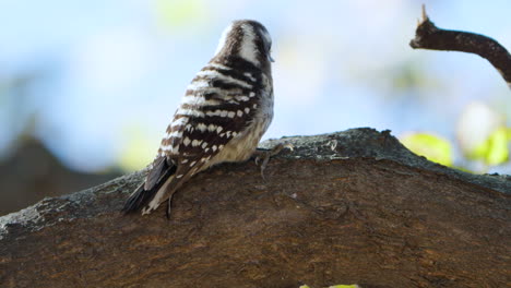 Japanese Bygmy Woodpecker Bird Jumps on Tree Trunk Searching Food and Flies Away in Slow Motion Tracking Shot