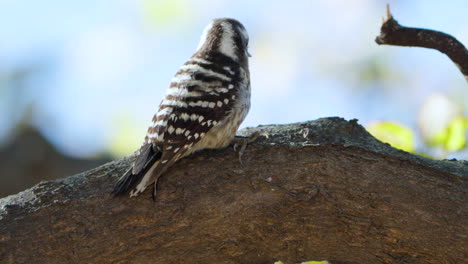 el pájaro pico japonés salta al tronco del árbol en busca de comida y vuela en cámara lenta.