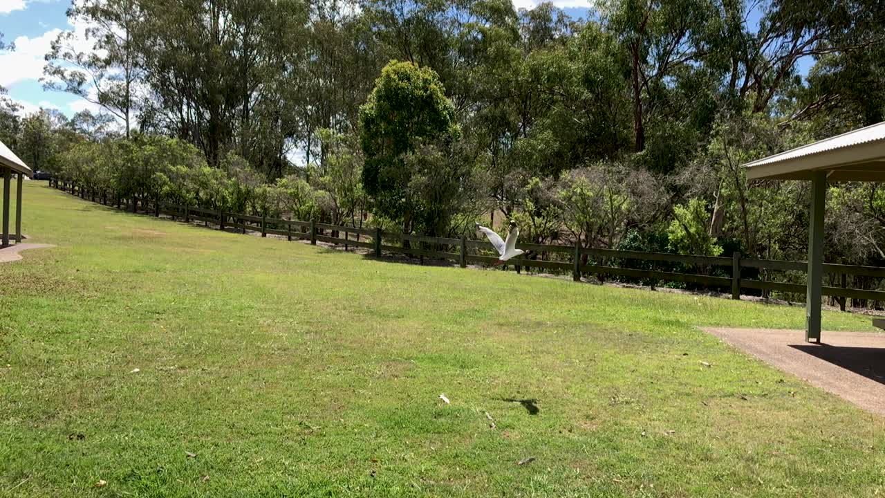 비행 중 갈매기 슬로우 모션