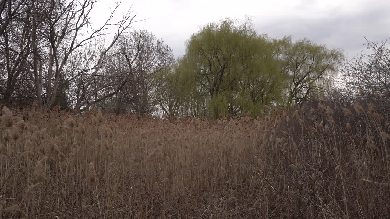 A large amount of tall grass growing adds a beautiful dimension to this cinematic scene. In the background, many leafless trees at the beginning of spring.